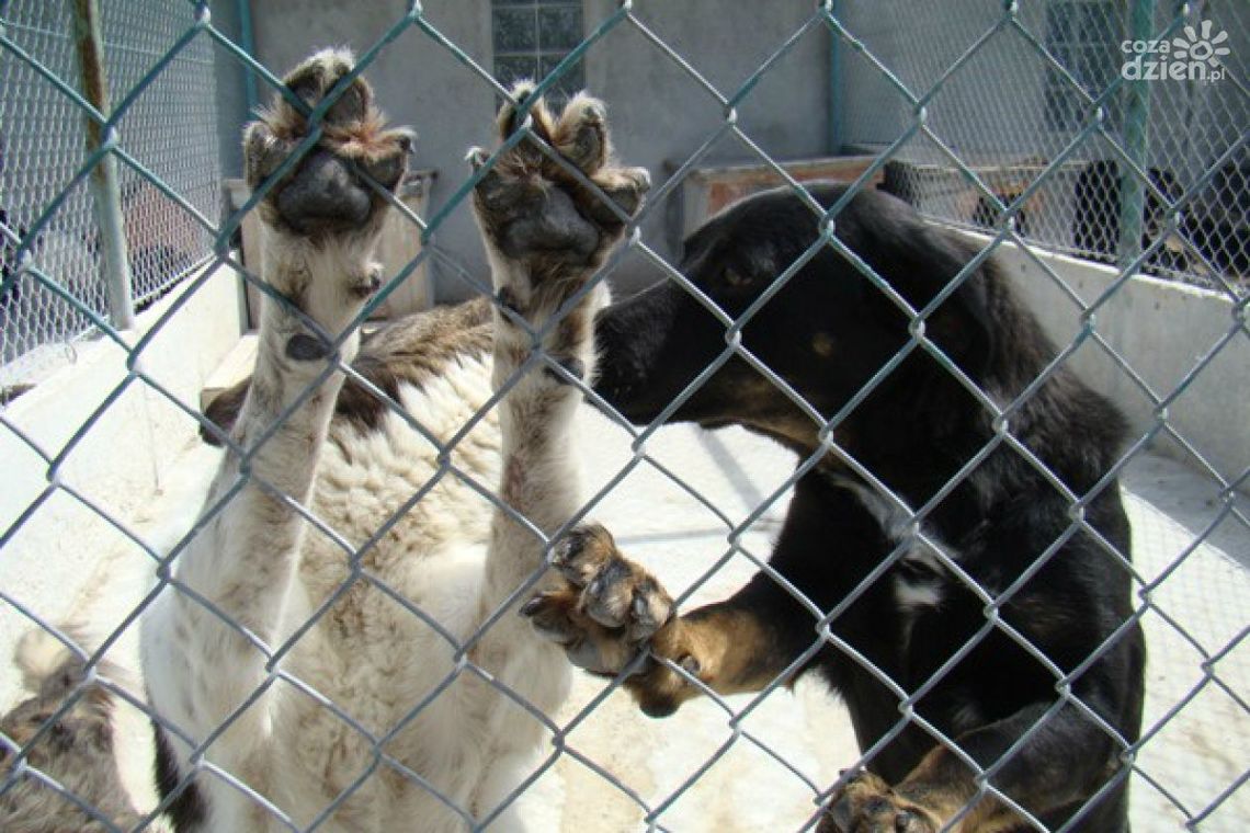 Świąteczna miska dla schroniska