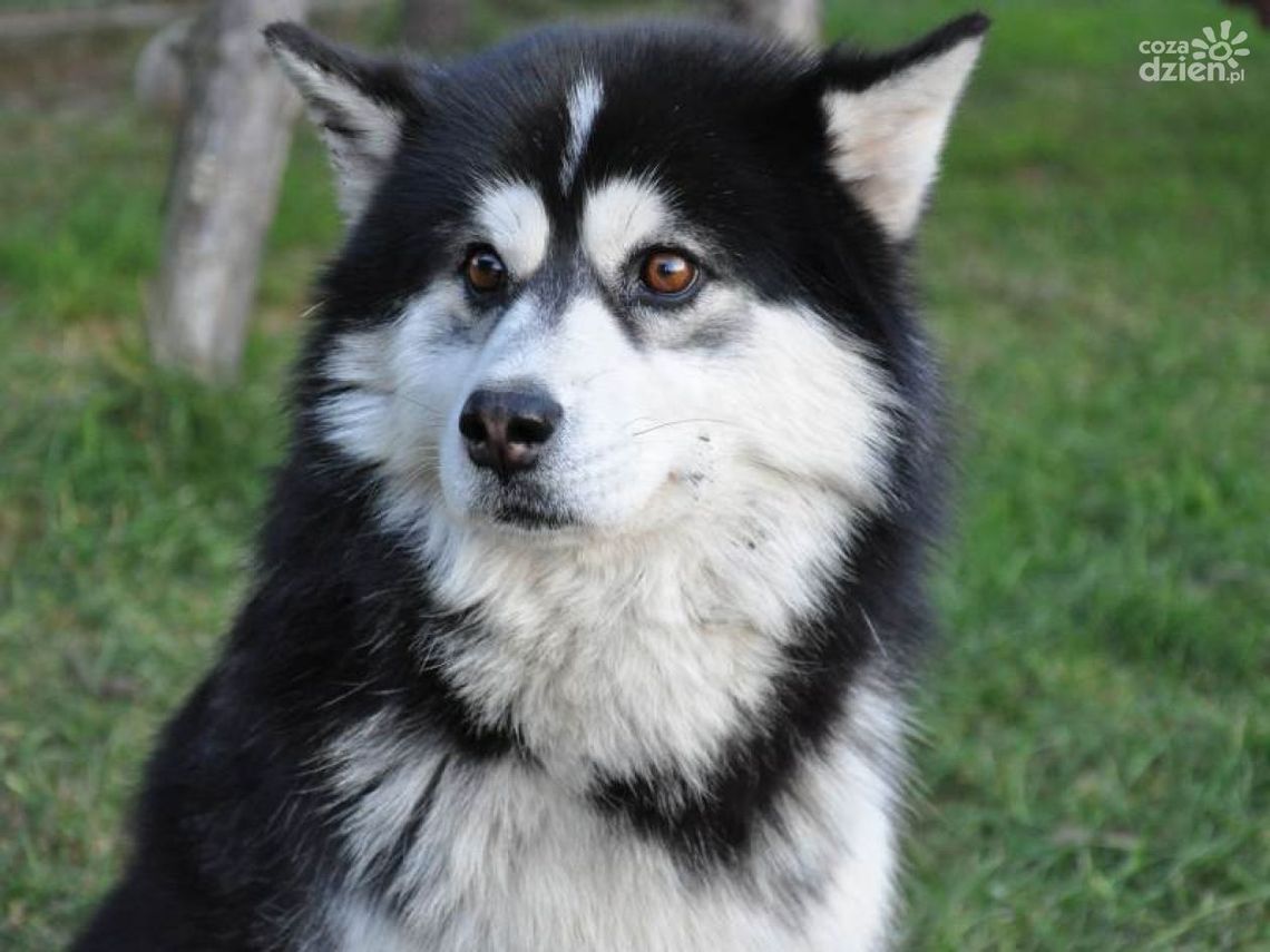 Świąteczna zbiórka darów dla zwierzaków