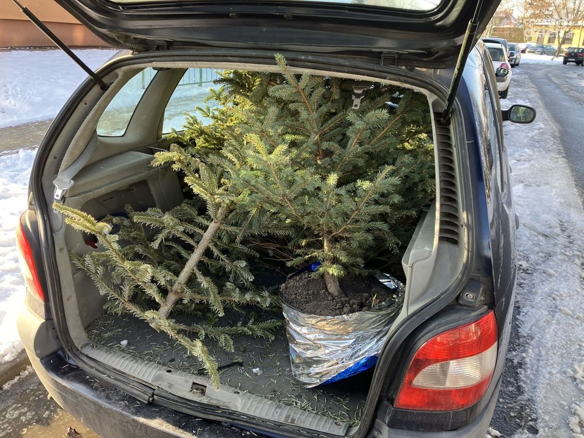 Świąteczne drzewka będą miały drugie życie