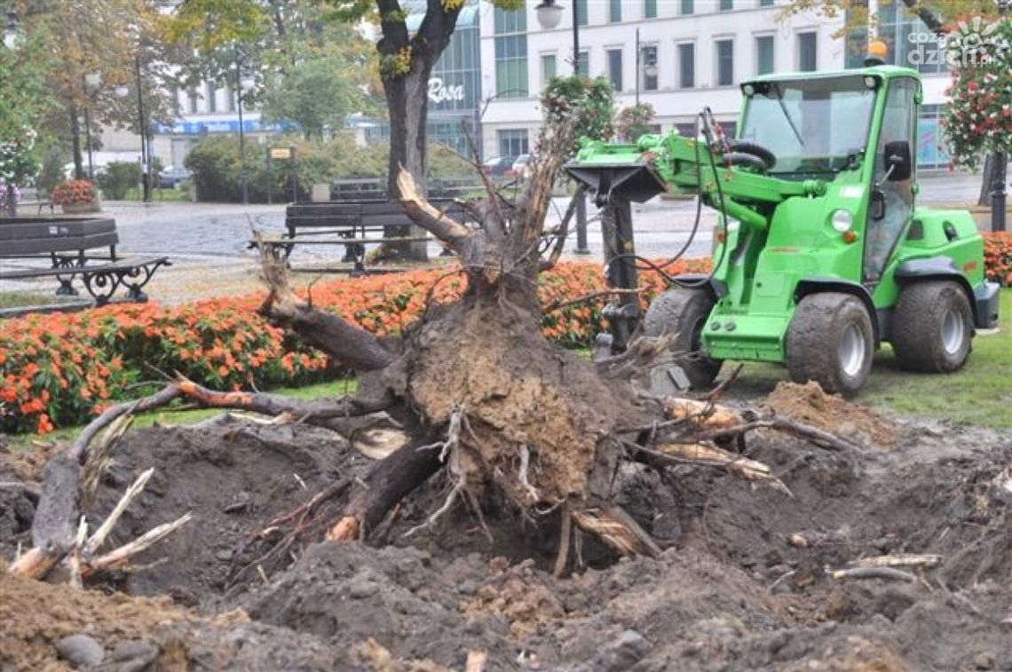 Świerk przed Urzędem Miejskim został wycięty