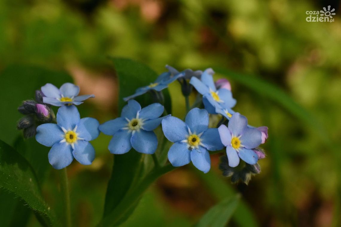 Święto Niezapominajki w Jedlni-Letnisko