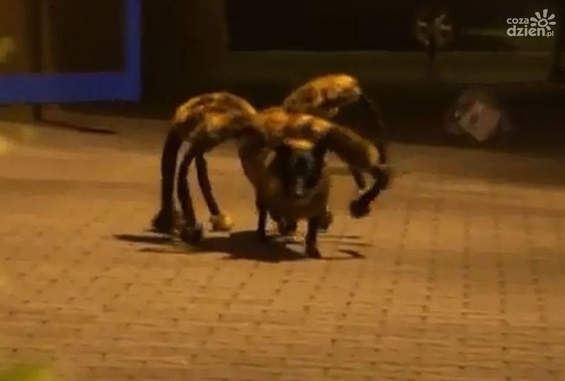 Sylwester Wardęga podbił Internet i zarabia krocie!