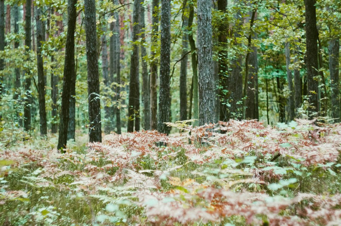 Szczątki obiektów przypominających drony odnalezione w lasach Mazowsza