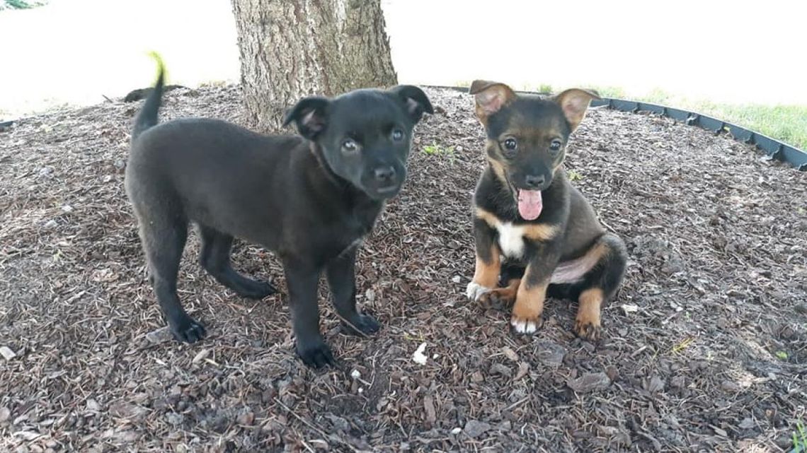 Szczeniaczki porzucone w lesie znalazły nowy dom