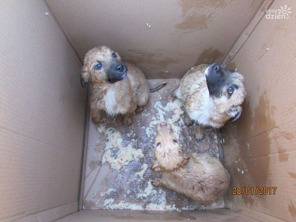 Szczeniaki zostawione w lesie