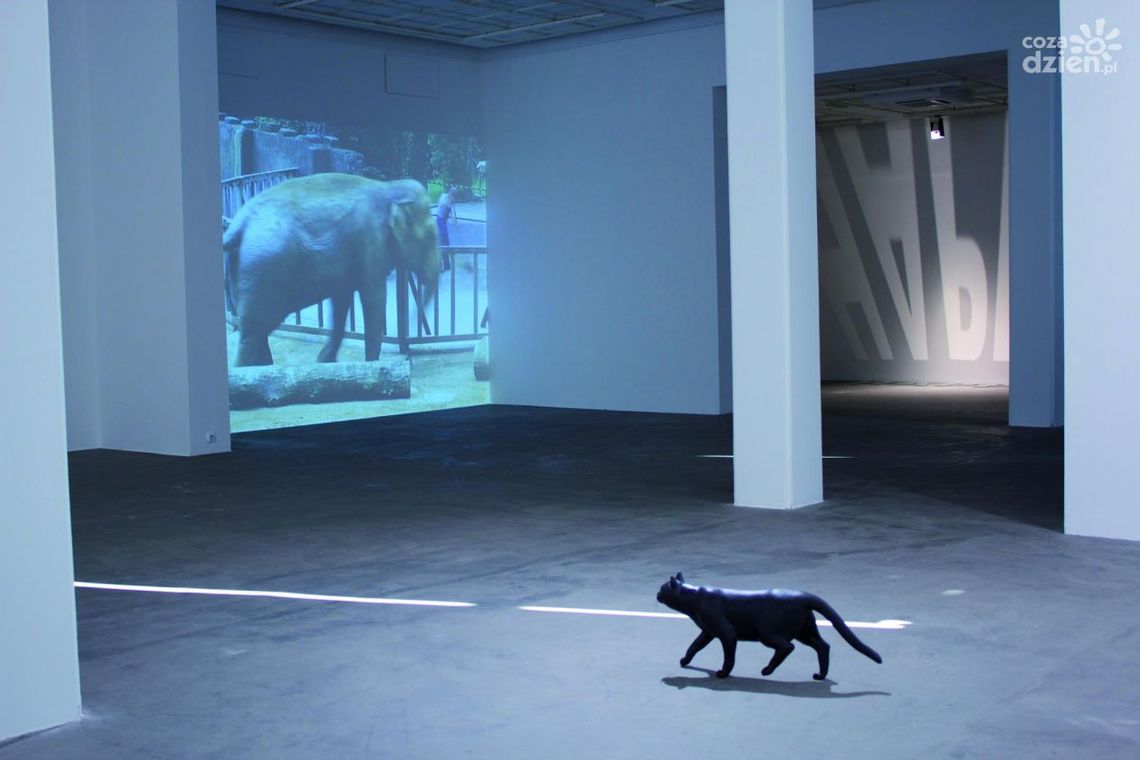 Szczęście w nieszczęściu Kamila Kuskowskiego