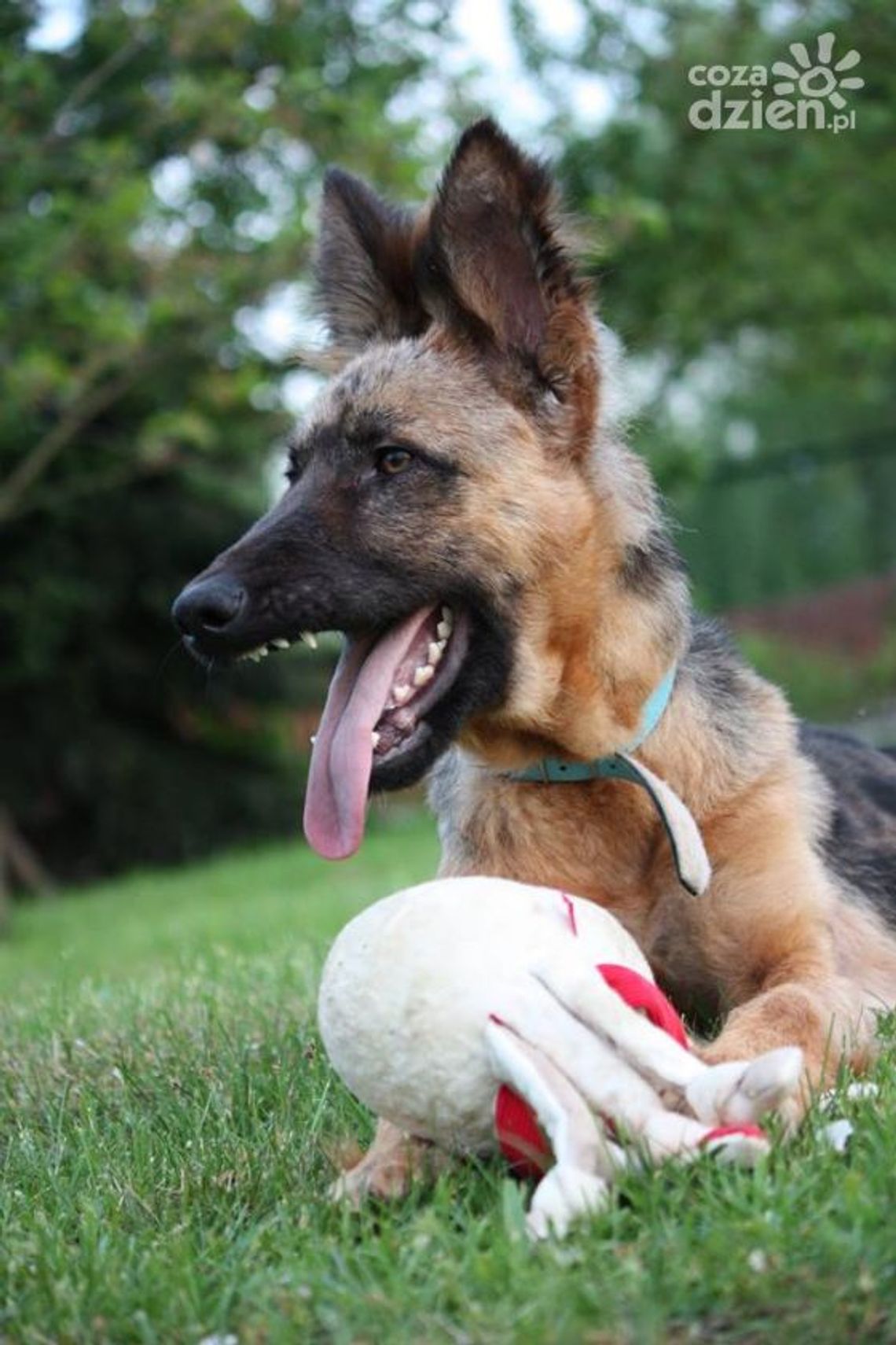 Szczęśliwy finał sprawy skatowanej suczki Szczęśliwy finał sprawy skatowanej suczki