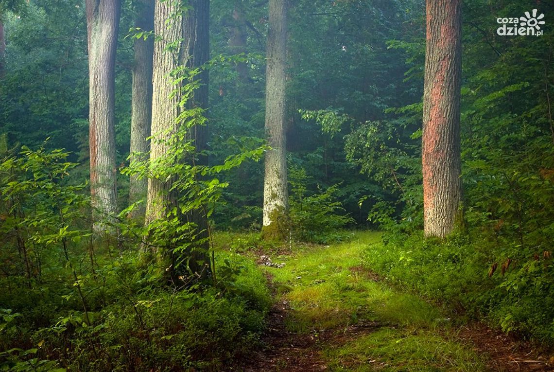 Szlakiem czterech rezerwatów w Puszczy Kozienickiej – quest rowerowy Szlakiem czterech rezerwatów w Puszczy Kozienickiej – quest rowerowy