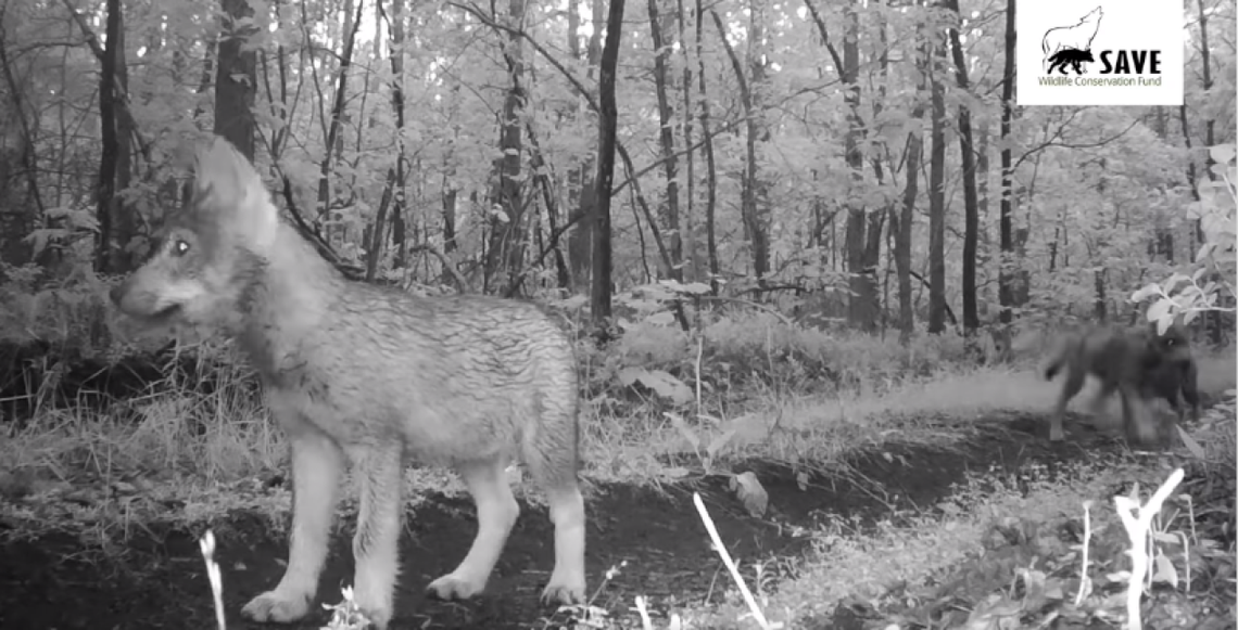 Szóstka młodych wilków w lasach iłżeckich WIDEO]