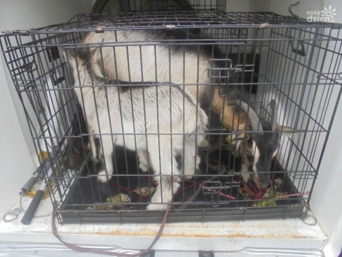 Szukają właściciela kóz