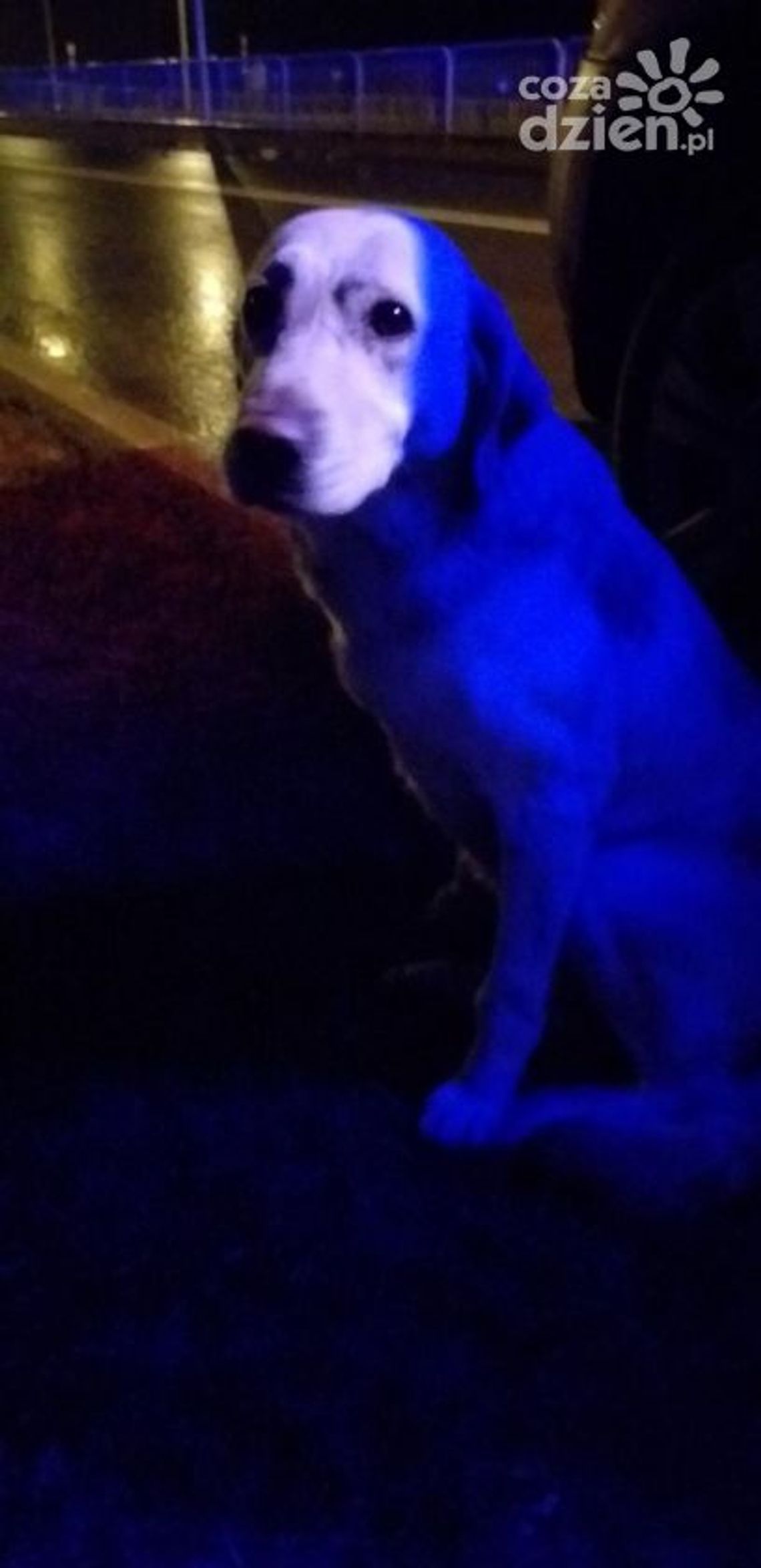 Szydłowiec. Policjanci uratowali psa 