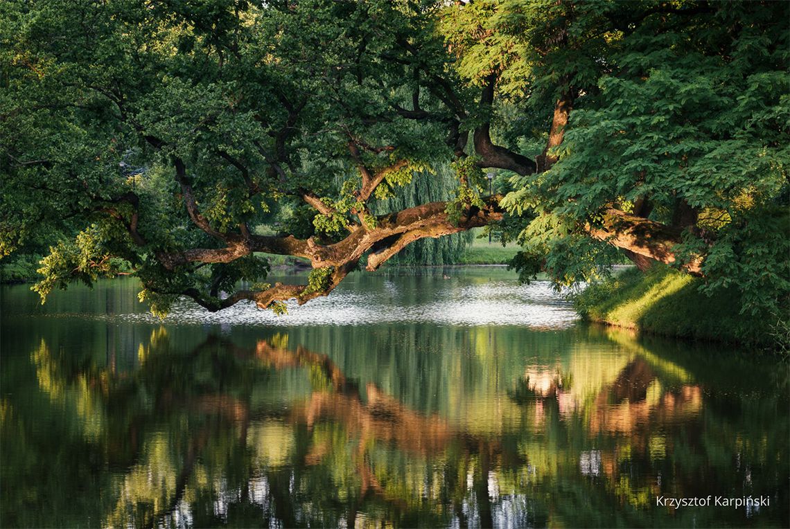 Szydłowiec świętuje. Krzywe Drzewo wśród najlepszych w Europie Szydłowiec świętuje. Krzywe Drzewo wśród najlepszych w Europie