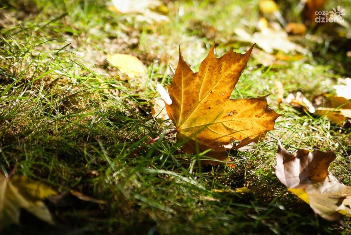Tak wygląda jesień w Radomiu