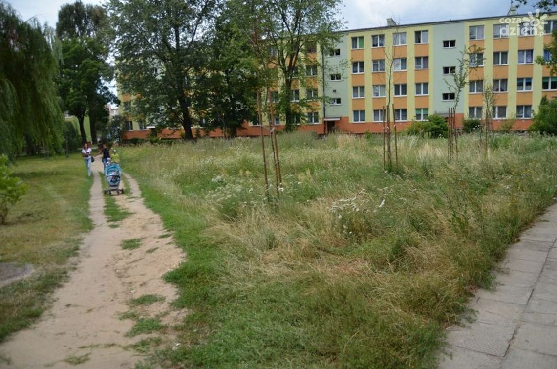 Te firmy będą kosić trawę w Radomiu Te firmy będą kosić trawę w Radomiu