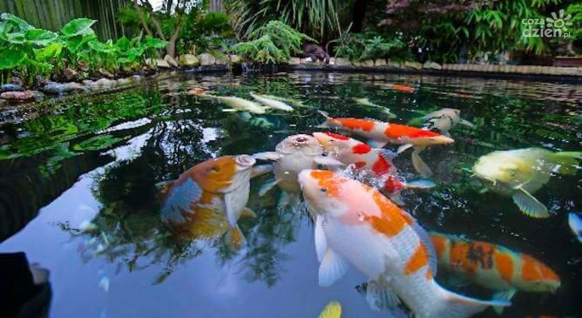 Technika do oczek wodnych, strumieni i kaskad