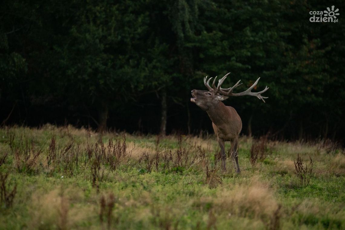 Termowizja vs tradycyjna optyka — dlaczego warto zainwestować w zaawansowaną technologię? Termowizja vs tradycyjna optyka — dlaczego warto zainwestować w zaawansowaną technologię?