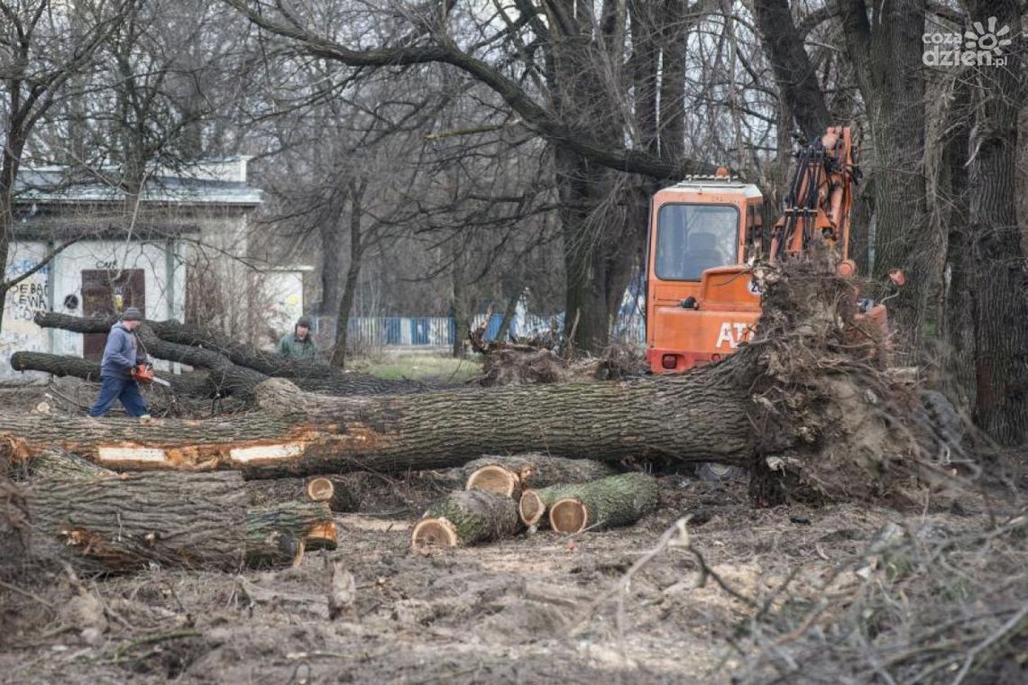 Tną drzewa w mieście. Od poniedziałku przy Narutowicza Tną drzewa w mieście. Od poniedziałku przy Narutowicza