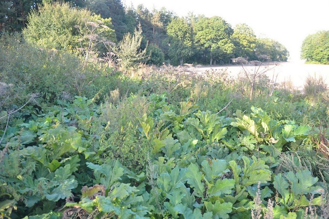 Toksyczny barszcz występuje w regionie radomskim Toksyczny barszcz występuje w regionie radomskim