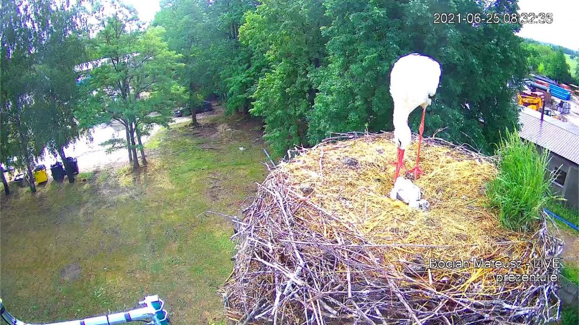 Tragiczna noc dla skaryszewskich bocianów. Młode pisklęta zginęły podczas nawałnicy