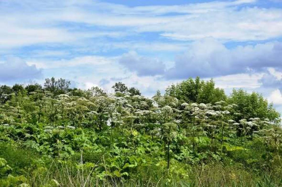 Trujące rośliny w ogrodach, parkach i lasach. Sprawdź, czego nie dotykać (lista sanepidu)