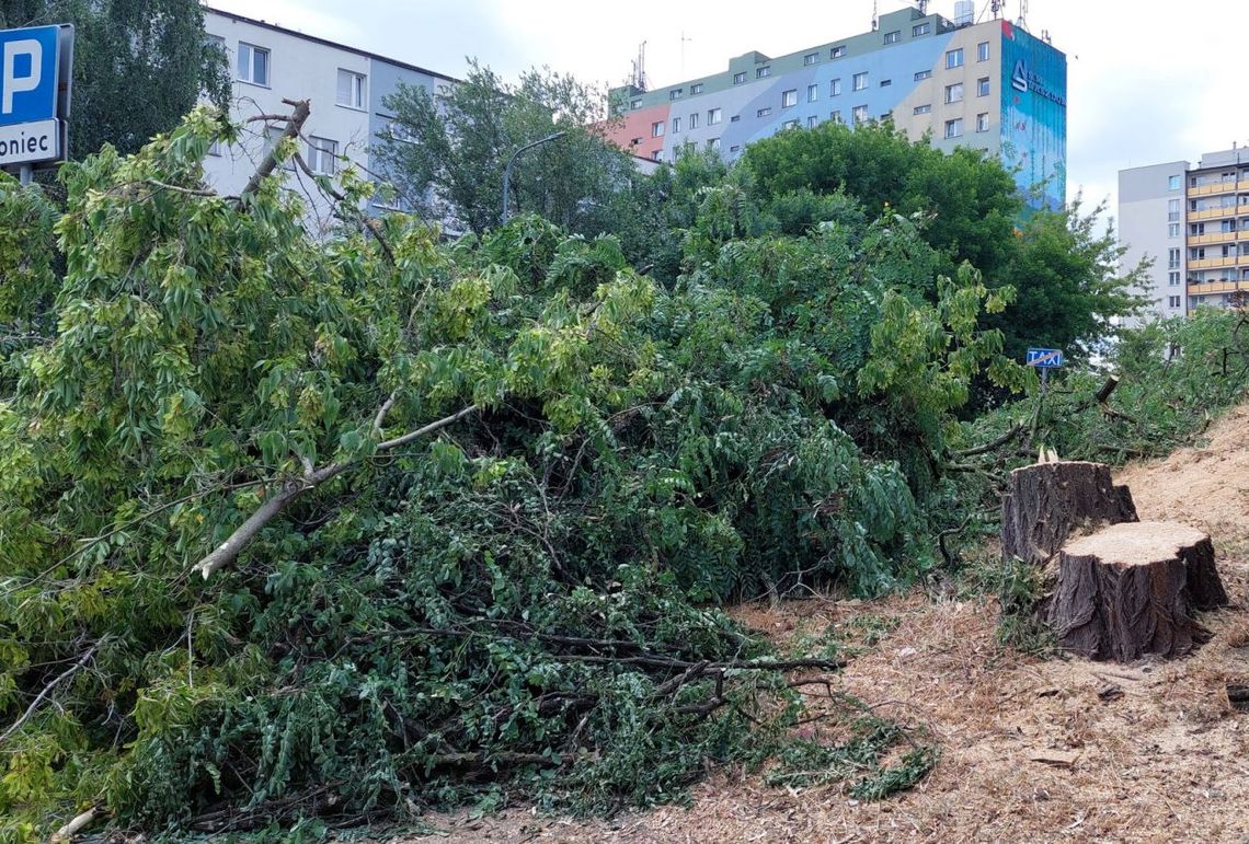 Trwa wycinka drzew przy wiadukcie. Mieszkańcy oburzeni