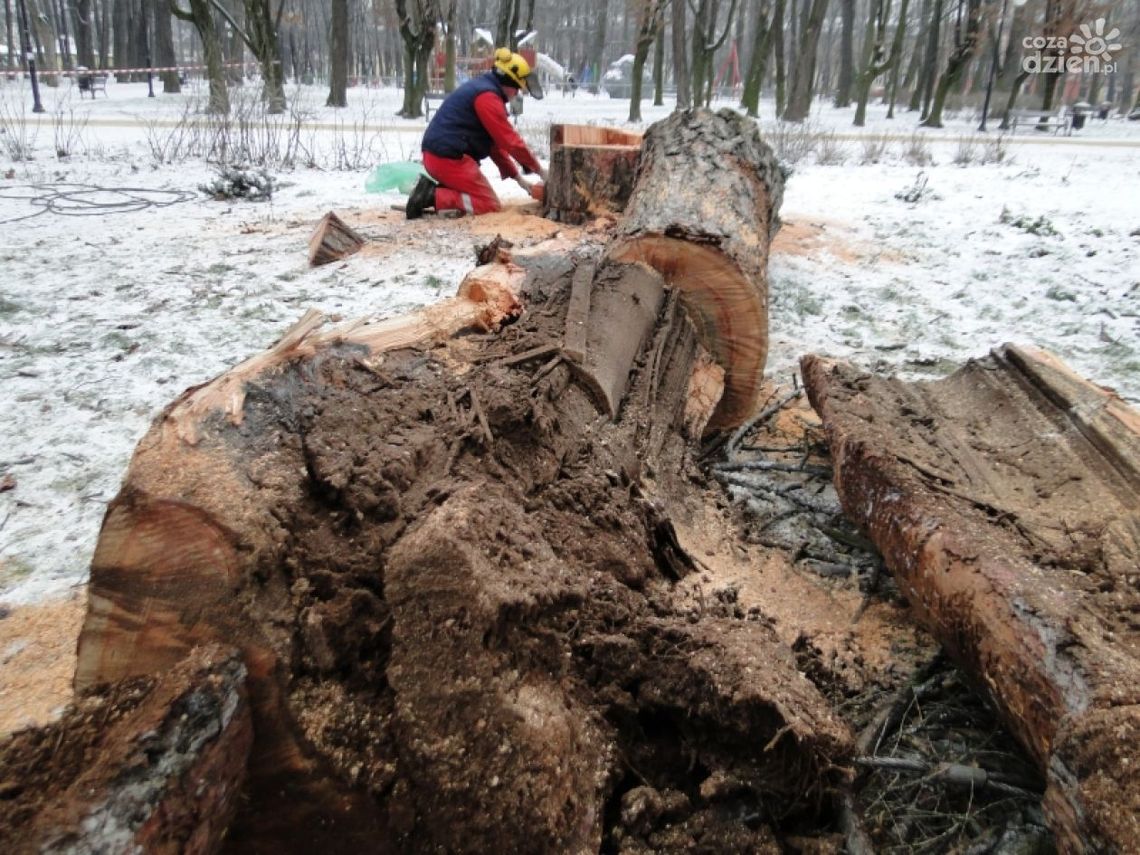 Trwa wycinka w parku im. T. Kościuszki