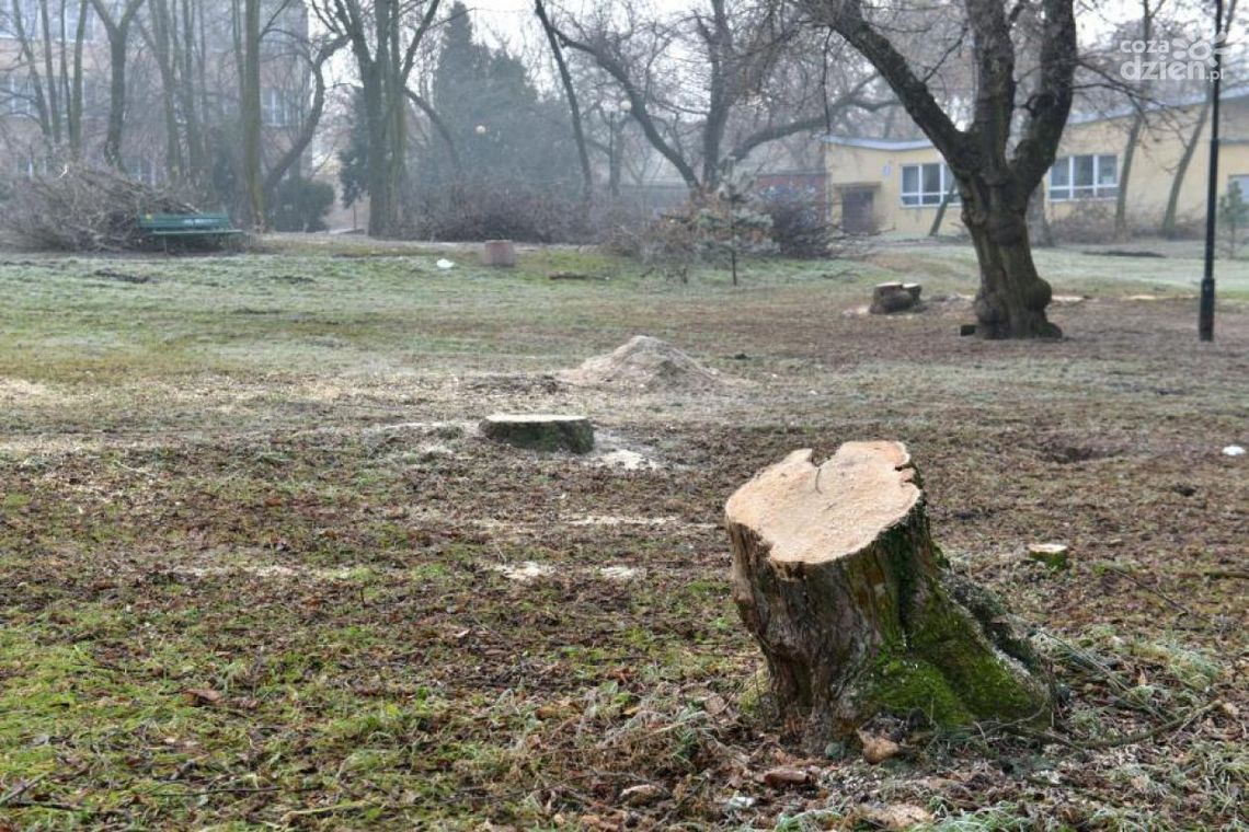 Trwa wycinka w parku na Obozisku Trwa wycinka w parku na Obozisku