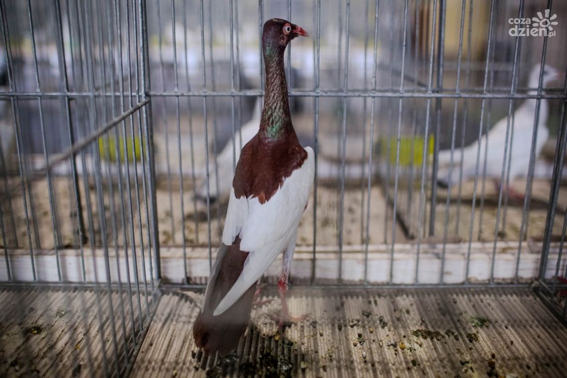 Trwa XVI Wystawa Klubowa Gołębi Rasowych!