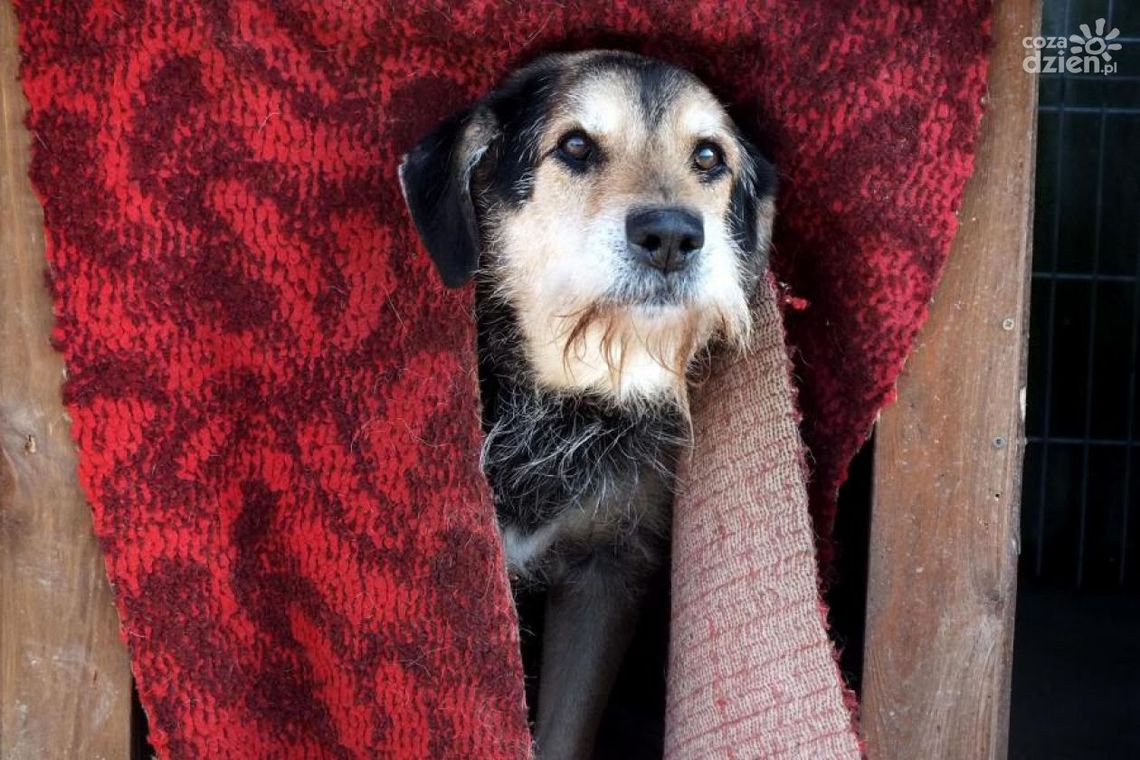 Trwa zbiórka darów na rzecz schroniska Trwa zbiórka darów na rzecz schroniska