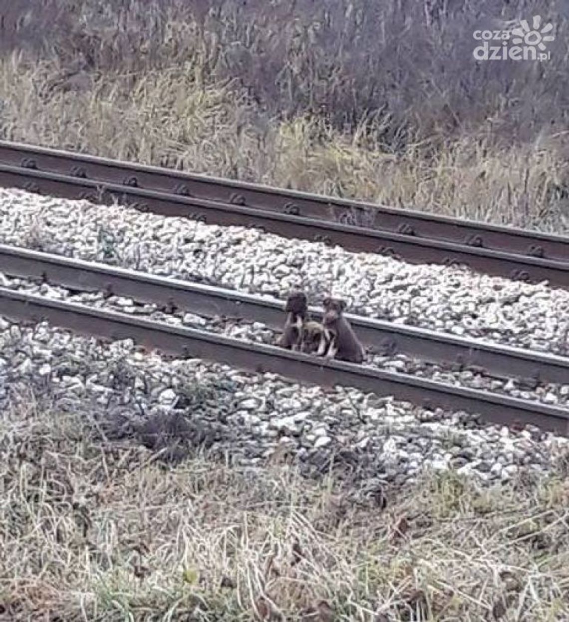 Trzy psy porzucone przy Wojska Polskiego