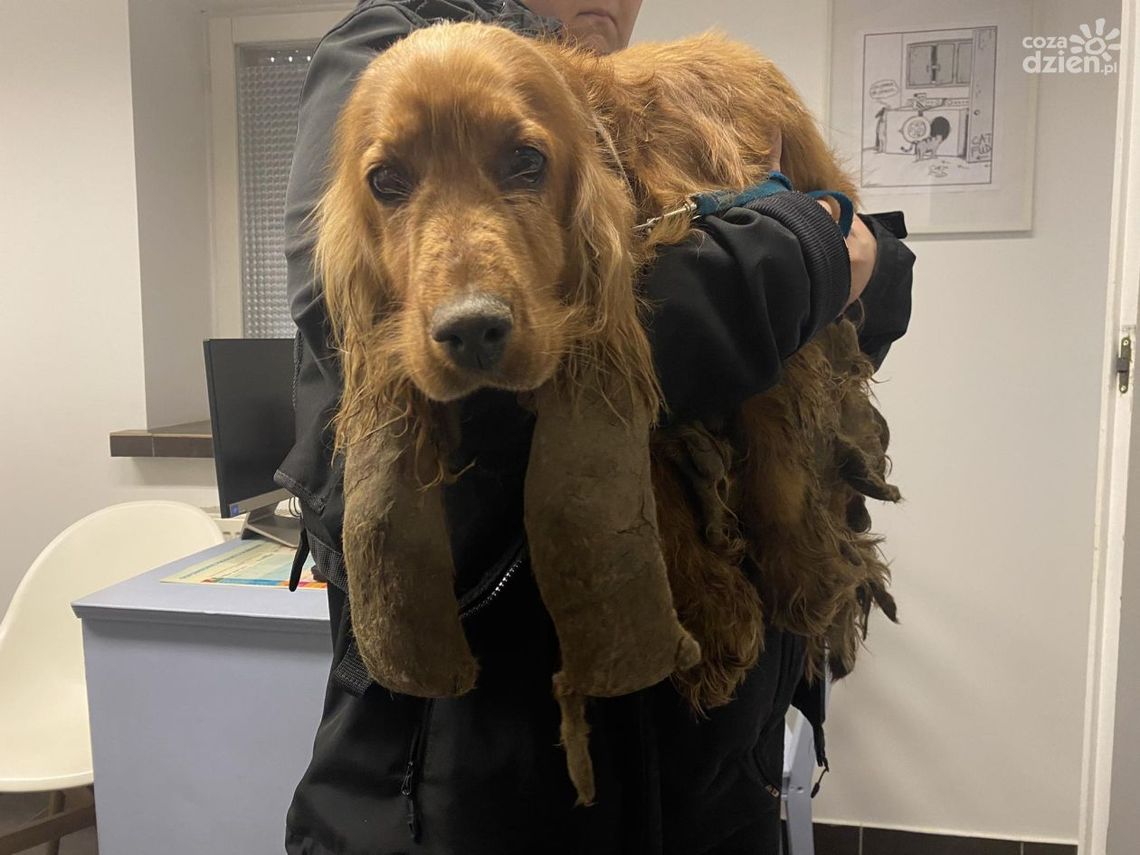 Trzymał psa w skrajnych warunkach. Zwierzę zostało odebrane