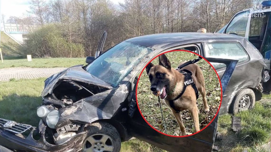 Uciekł po pijaku i schował się w krzakach. Policyjny pies nie miał litości