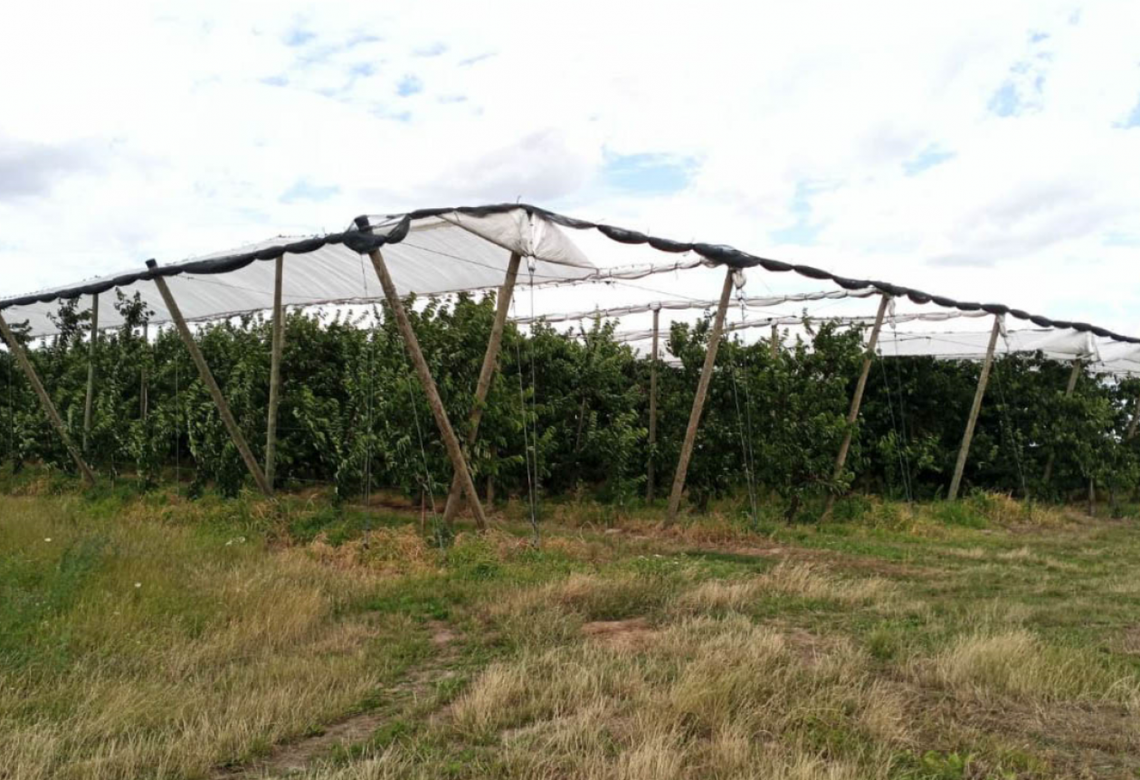 Ukradli 50 kg czereśni. Grozi im do 5 lat Ukradli 50 kg czereśni. Grozi im do 5 lat