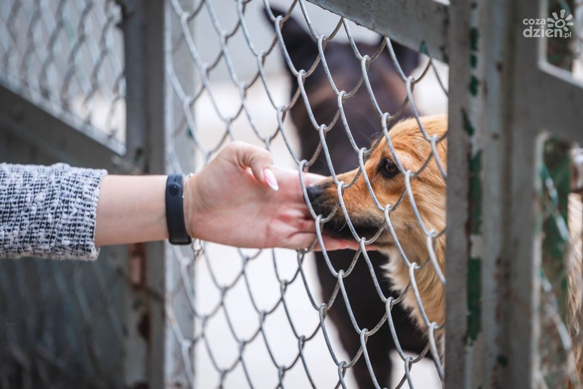Ukradli karmę ze schroniska. Każdy może pomóc! Ukradli karmę ze schroniska. Każdy może pomóc!