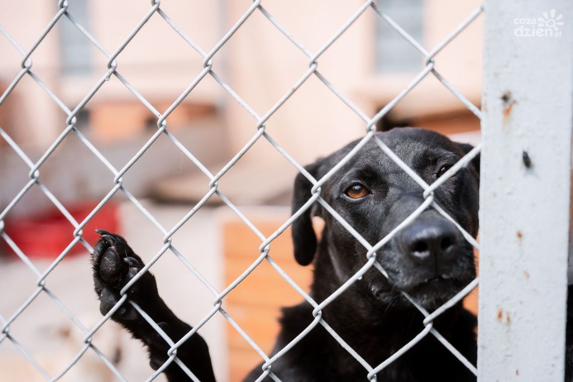 Ukradli karmę ze schroniska. Placówka prosi o pomoc! Ukradli karmę ze schroniska. Placówka prosi o pomoc!