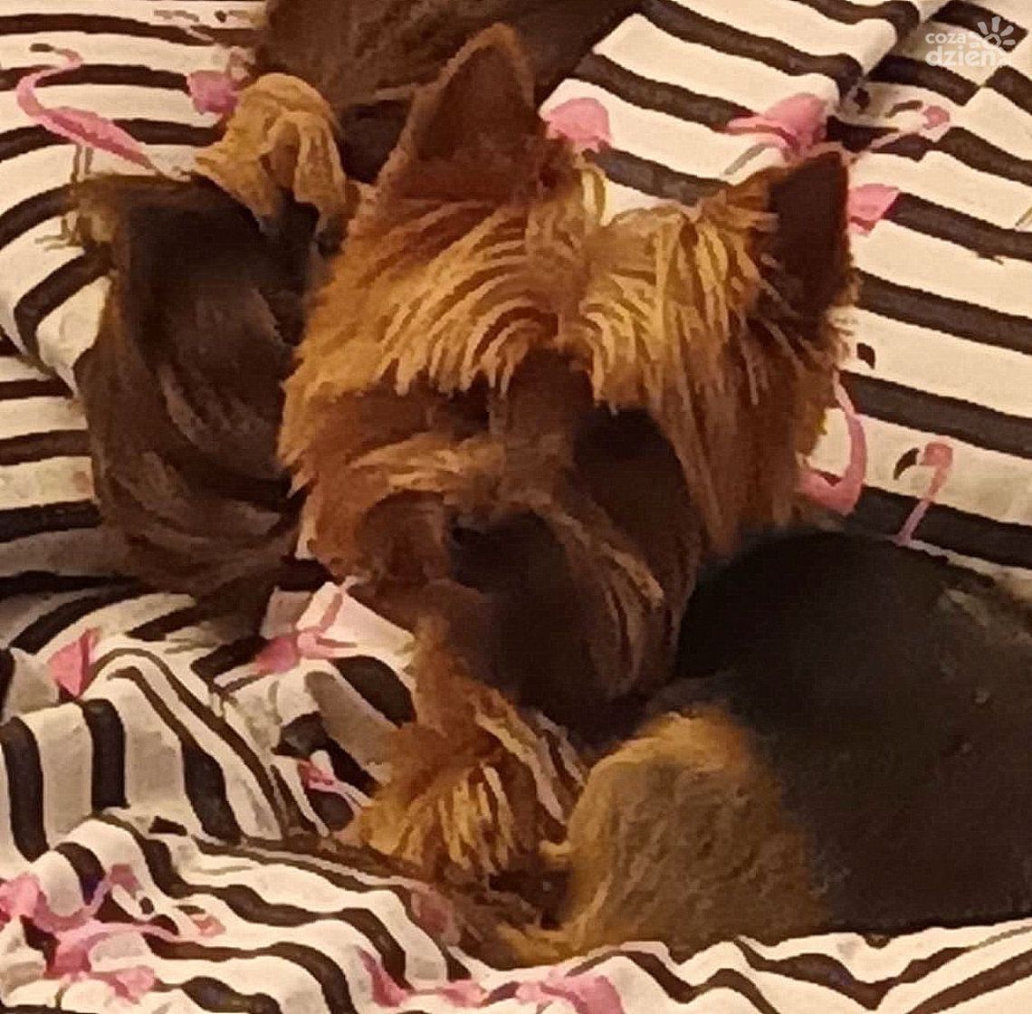 Ukradli yorka i odjechali taksówką
Ukradli yorka i odjechali taksówką