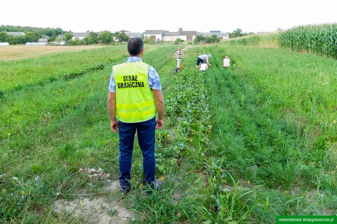 Ukraińcy pracowali bez zezwolenia