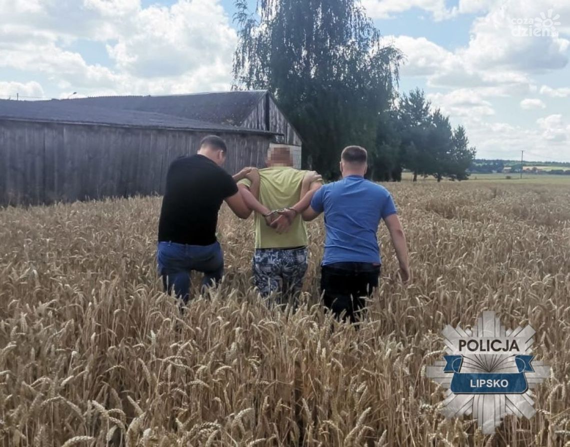 Ukrywał się w zbożu przed policją 