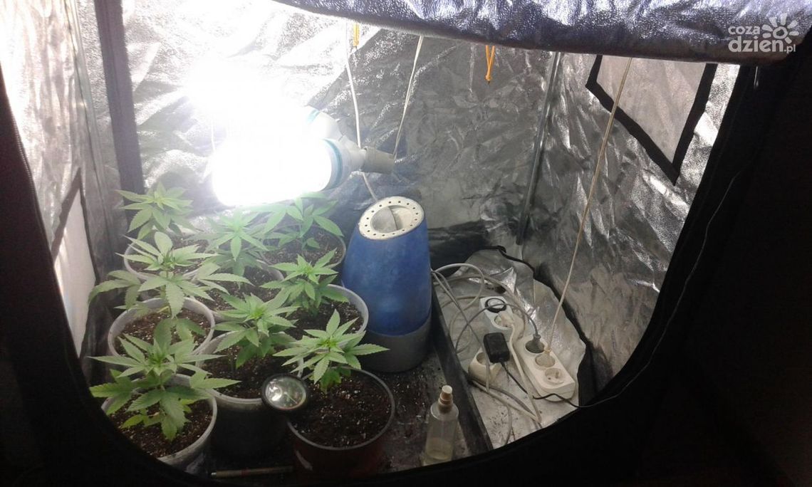 Uprawiał konopie indyjskie w domu. Uprawiał konopie indyjskie w domu.