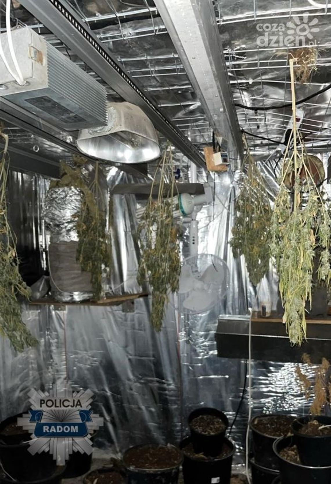 Uprawiał konopie. Został aresztowany