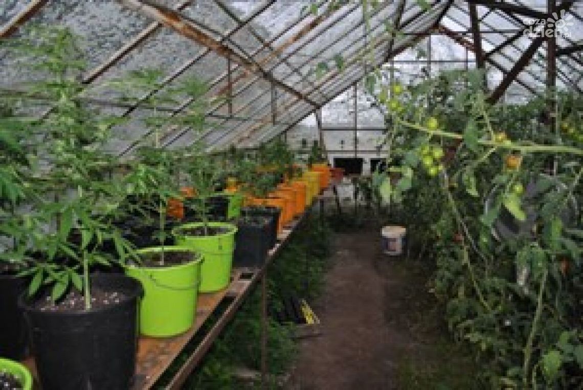 Uprawiał marihuanę i... pomidory