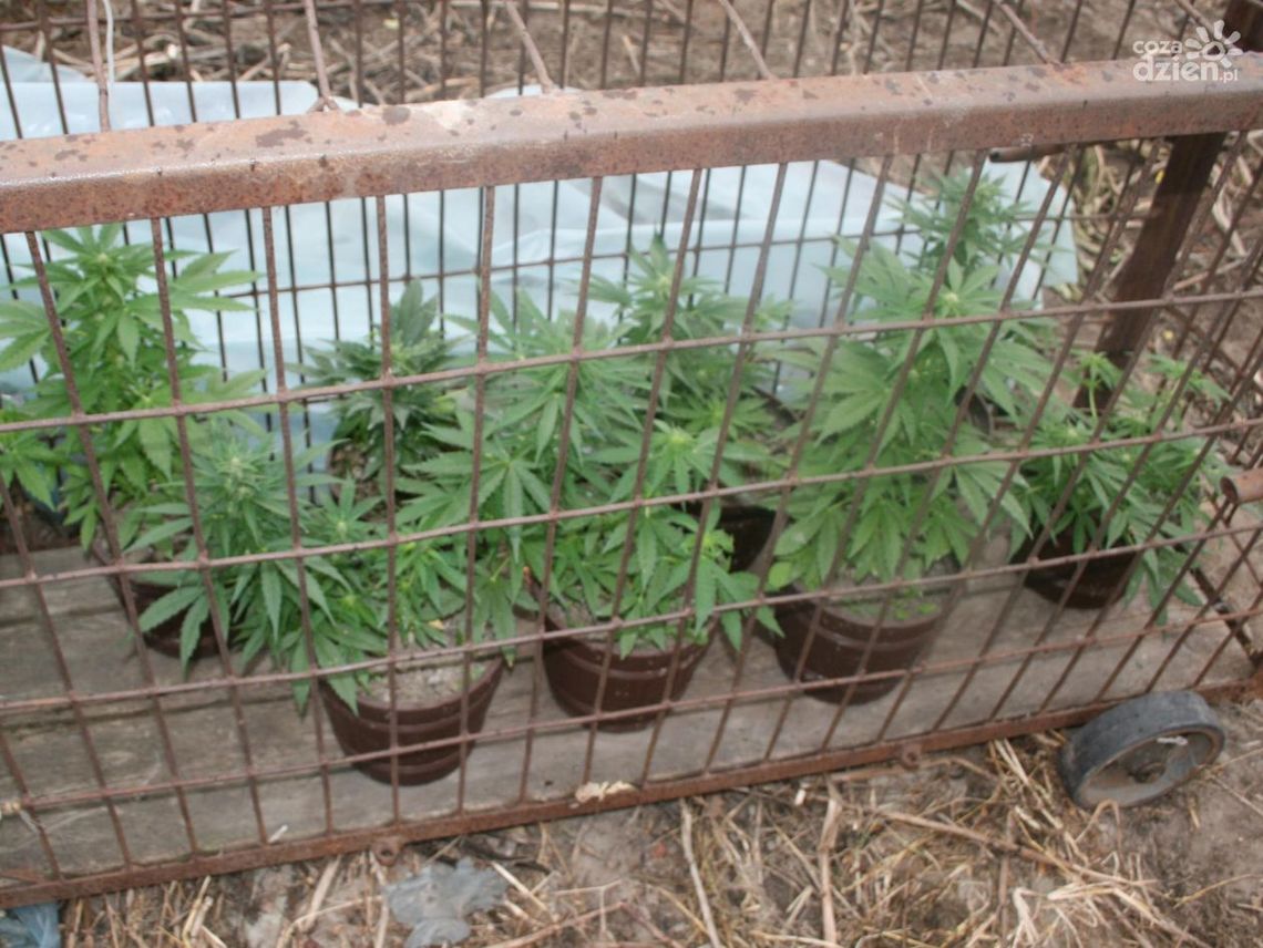 Uprawiał marihuanę w Zakrzewie Uprawiał marihuanę w Zakrzewie