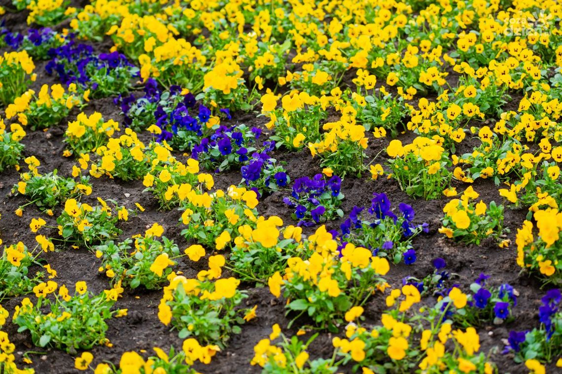 Urząd Gminy w Gielniowie poszukuje złodzieja kwiatów 