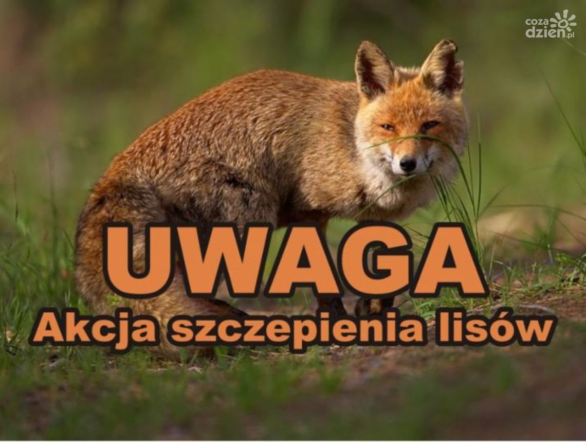 Uwaga! Będą szczepić lisy