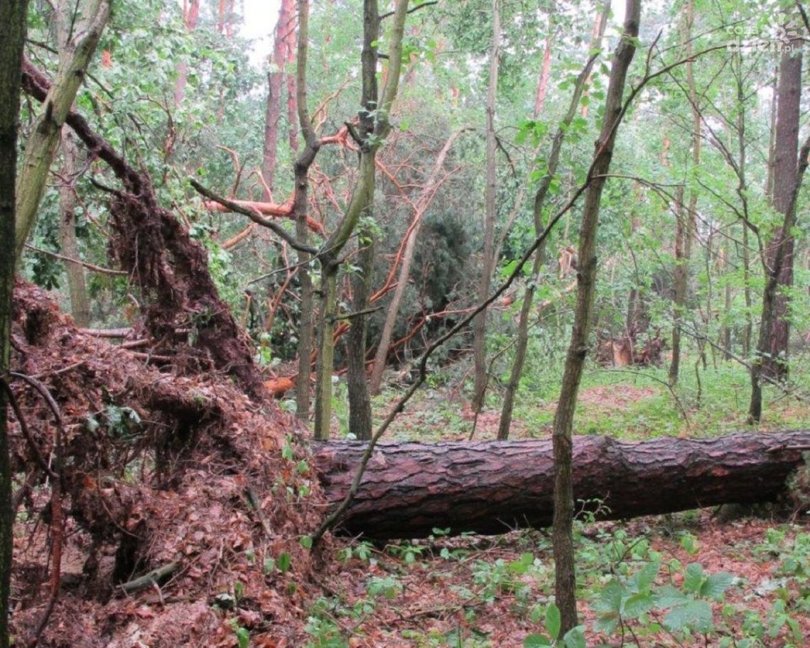 Uwaga! Czasowy zakaz wstępu do lasu