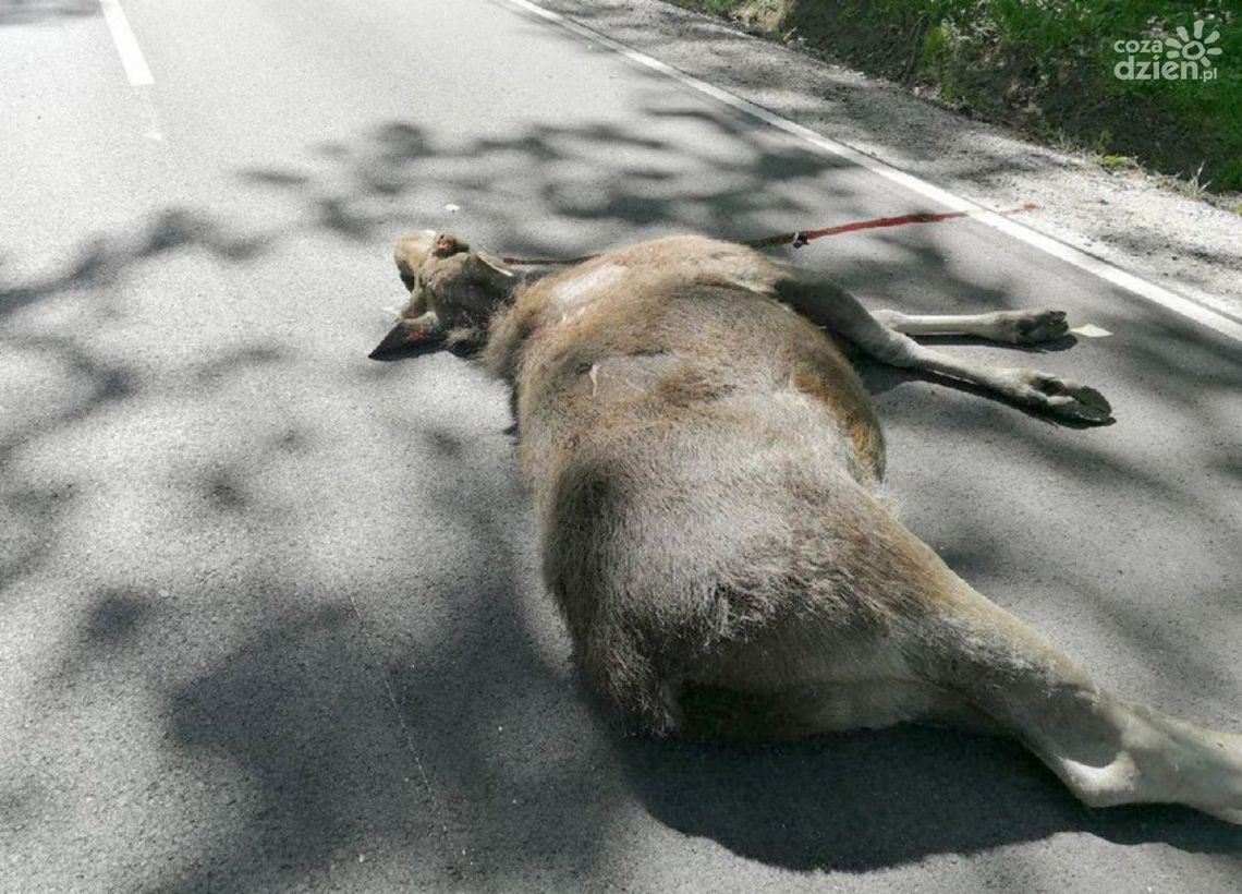 Uwaga na dzikie zwierzęta Uwaga na dzikie zwierzęta