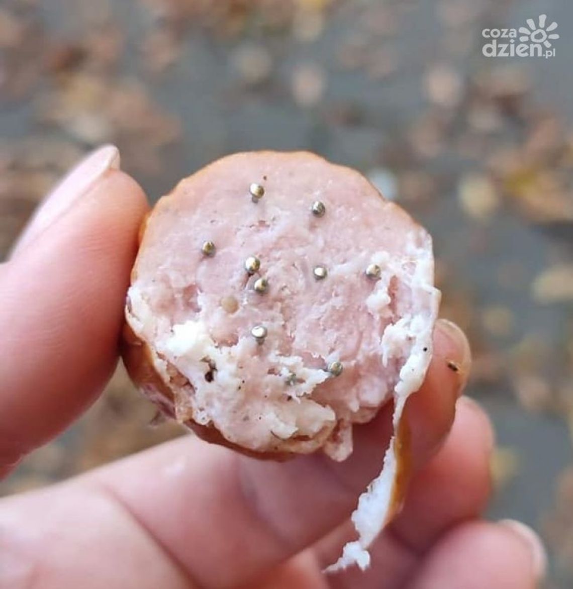 Uwaga właściciele czworonogów. Kiełbasa z gwoździami w parku