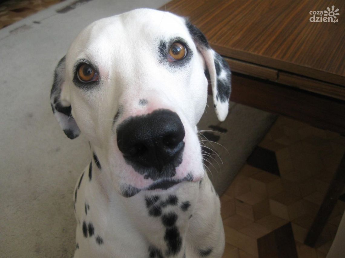 UWAGA. Zaginął pies!