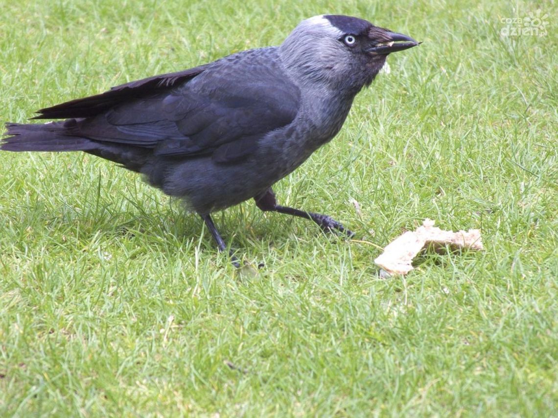 Uwięziony ptak. Strażacy przyszli z pomocą