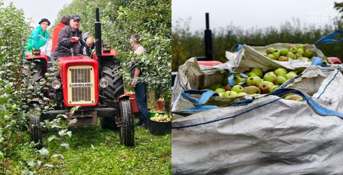 W czynie społecznym pomogli rolnikowi zbierać jabłka W czynie społecznym pomogli rolnikowi zbierać jabłka